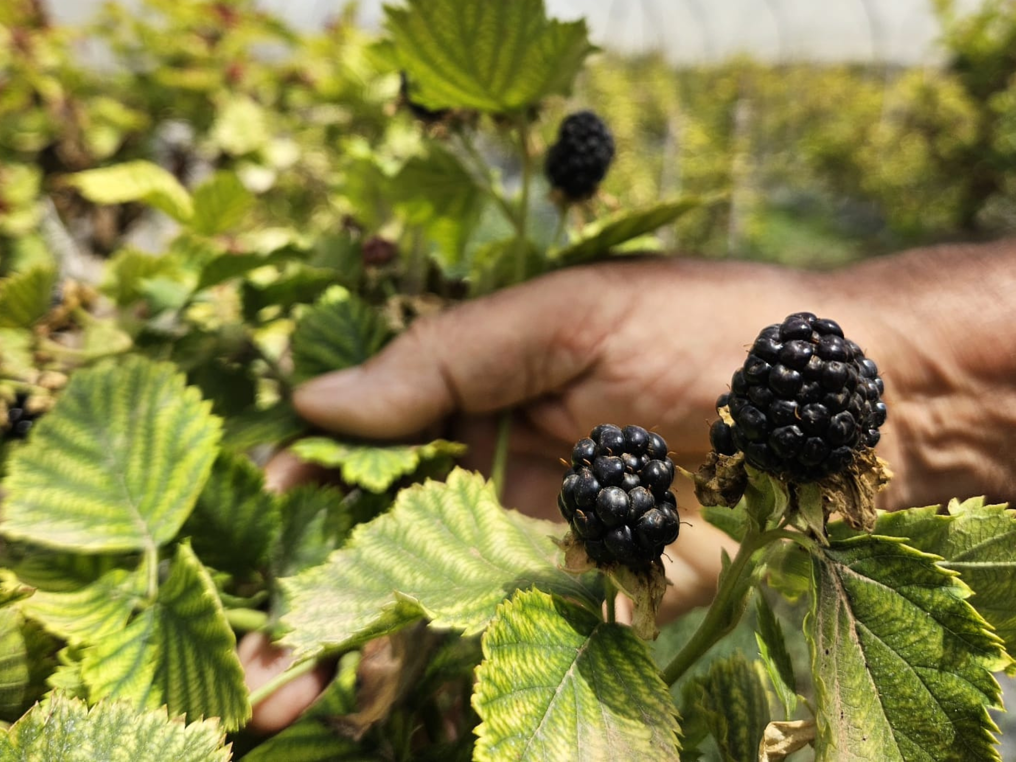 Moras de Campos del Abuelo 