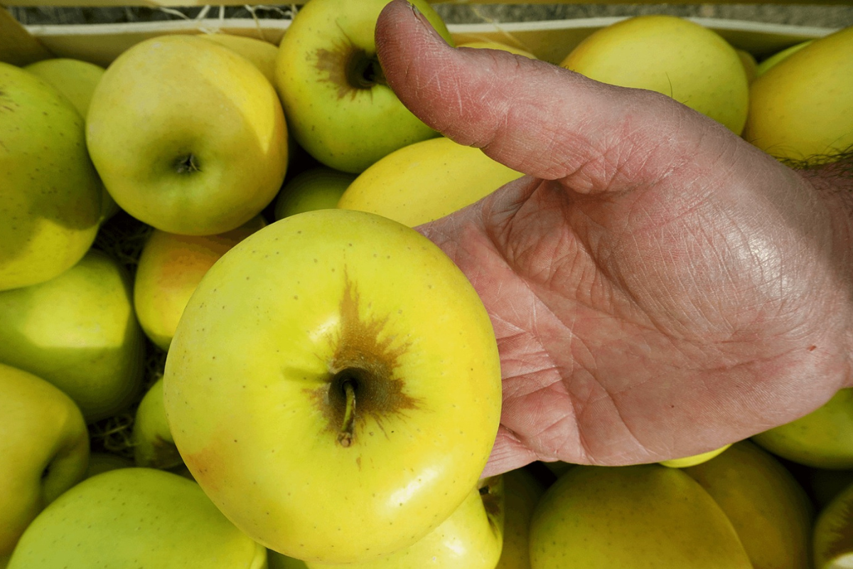 Frutas y verduras para deportistas: guía completa en España para rendir, recuperar y disfrutar