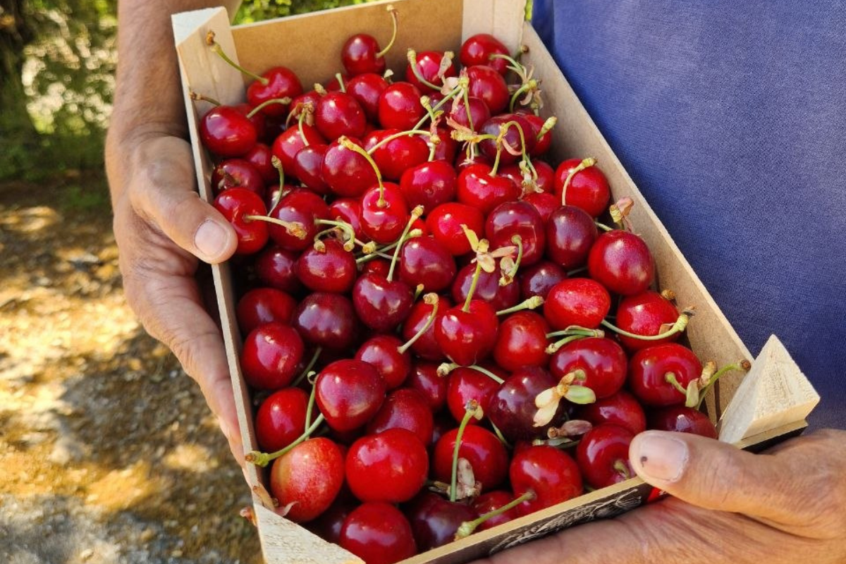 Cosecha de la cereza en España: del árbol a tu mesa, sin secretos