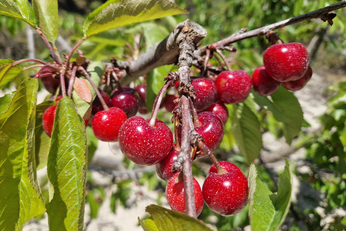 Poda del cerezo en España: guía viva desde el árbol para fruta grande y sana