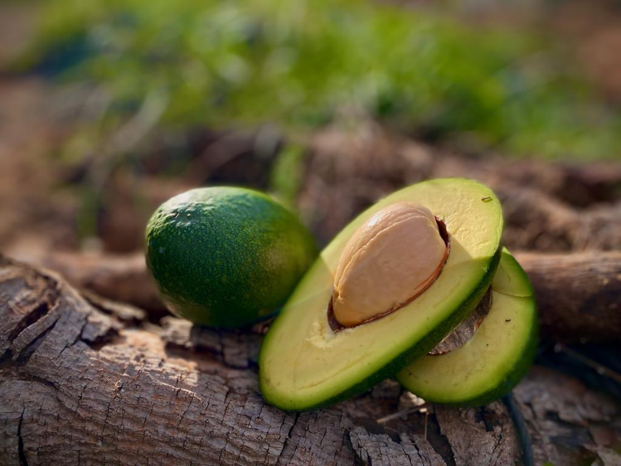 Como conservar un aguacate abierto: guía sincera desde la finca