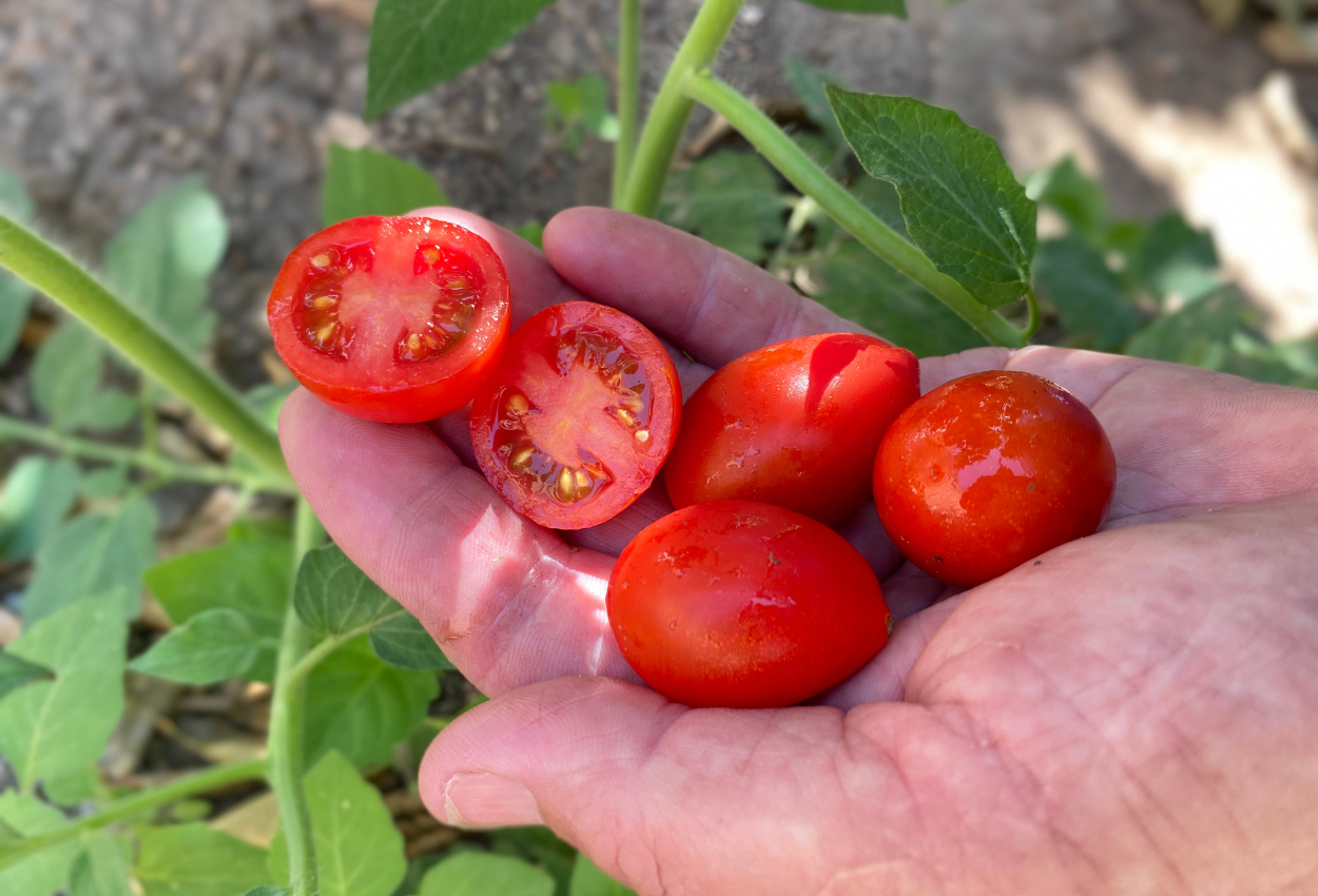 Tomates cherry de Campos del Abuelo 