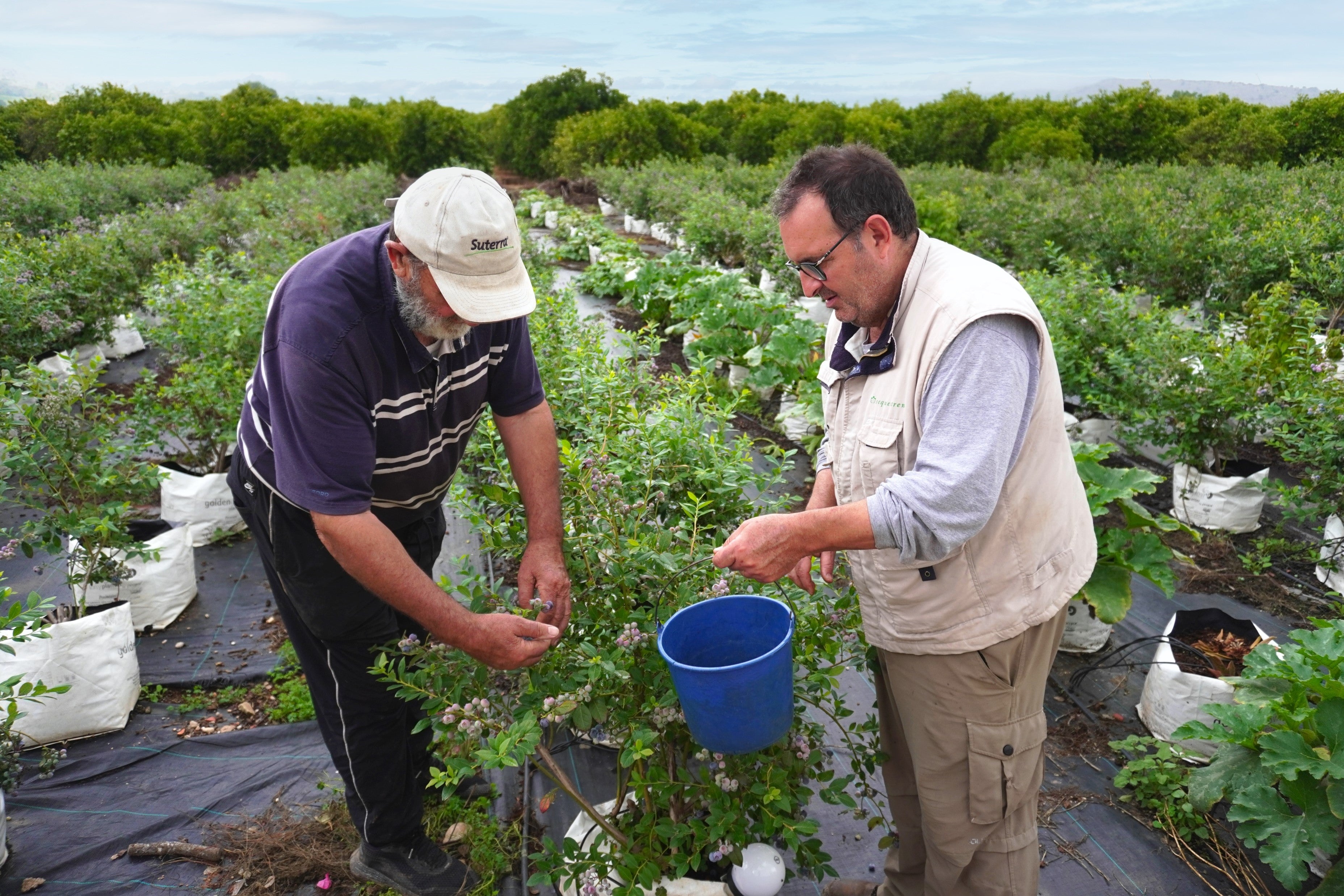 Comprar directamente del Agricultor: La clave para alimentos frescos y apoyar el campo Español