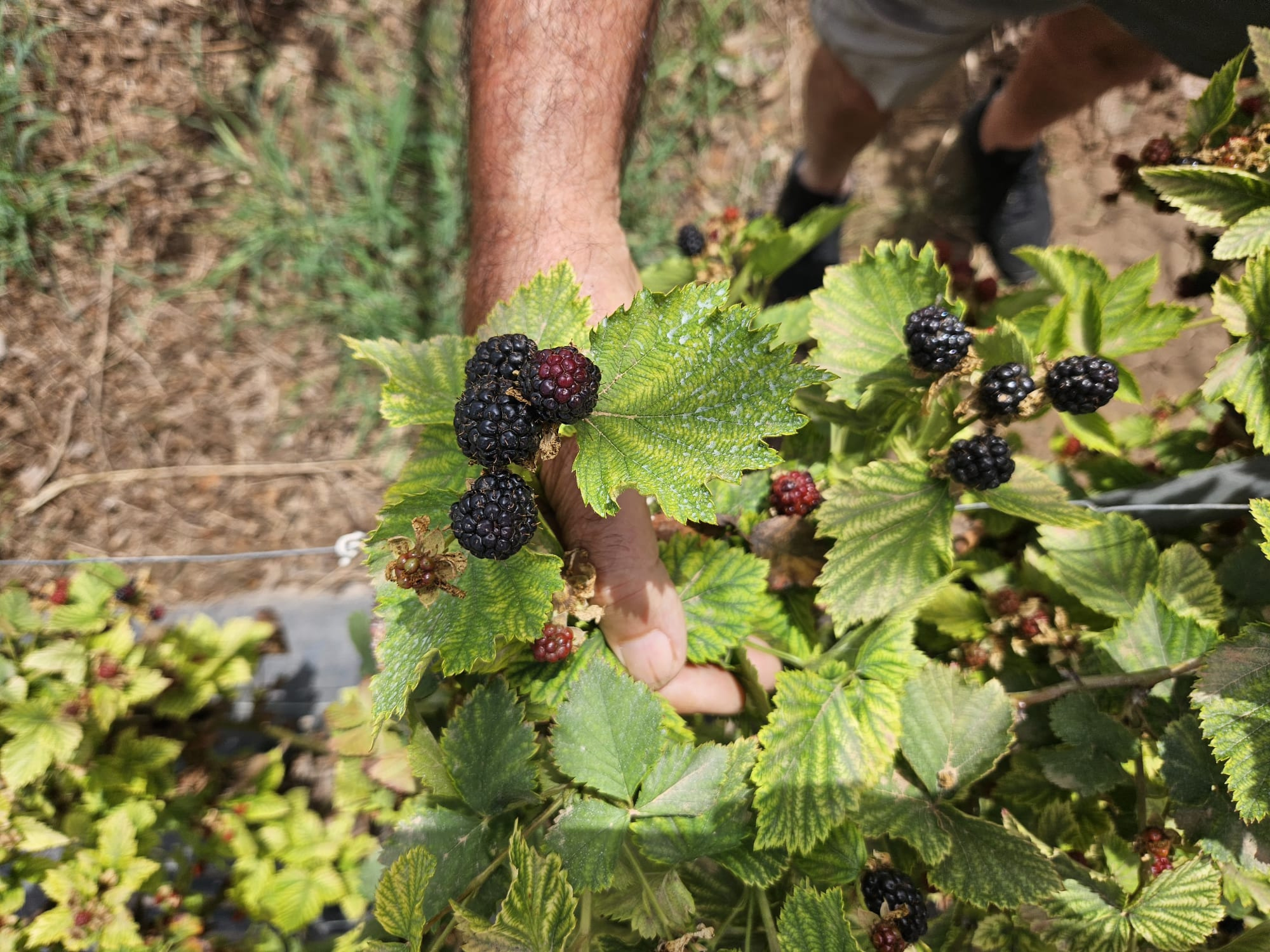 Las moras de Antonio | Campos del Abuelo