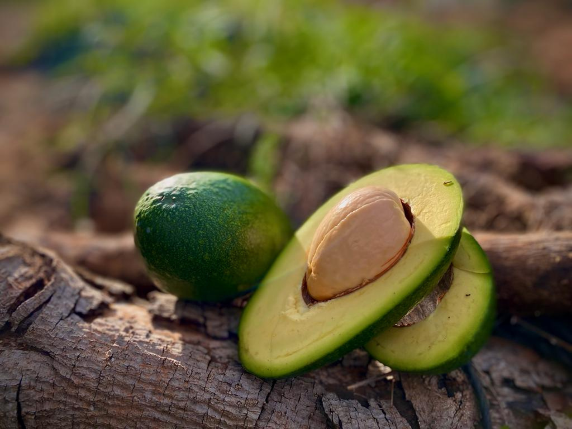 ¿Cómo conservar el aguacate por más tiempo?