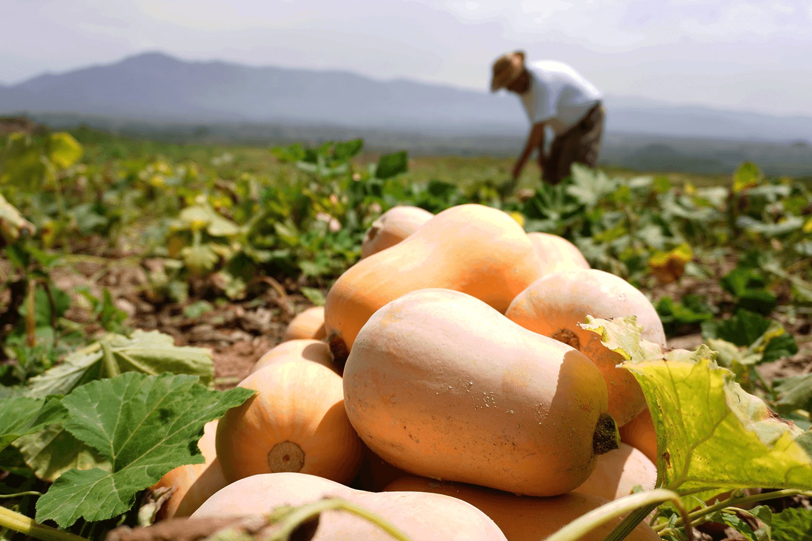 ¿Cómo ha avanzado la agricultura en la sociedad? Te lo contamos…