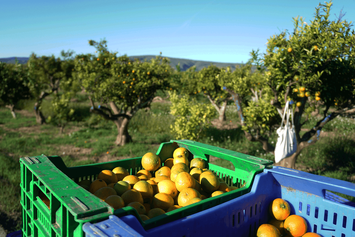 Mandarinas verdes por fuera: ¿están maduras? Te lo explicamos desde el campo