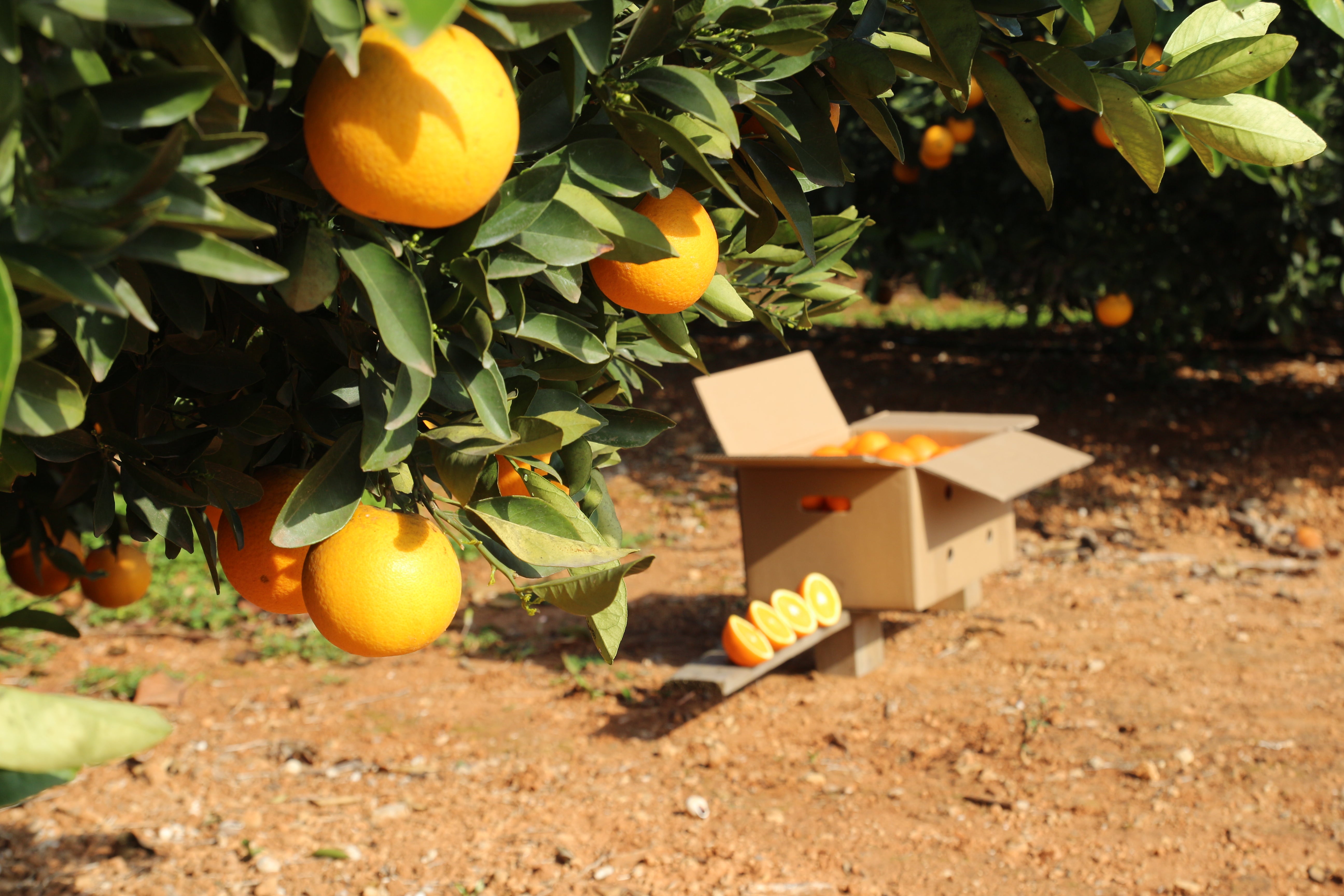 Crisis de la naranja Valenciana: qué está pasando y cómo salimos juntos