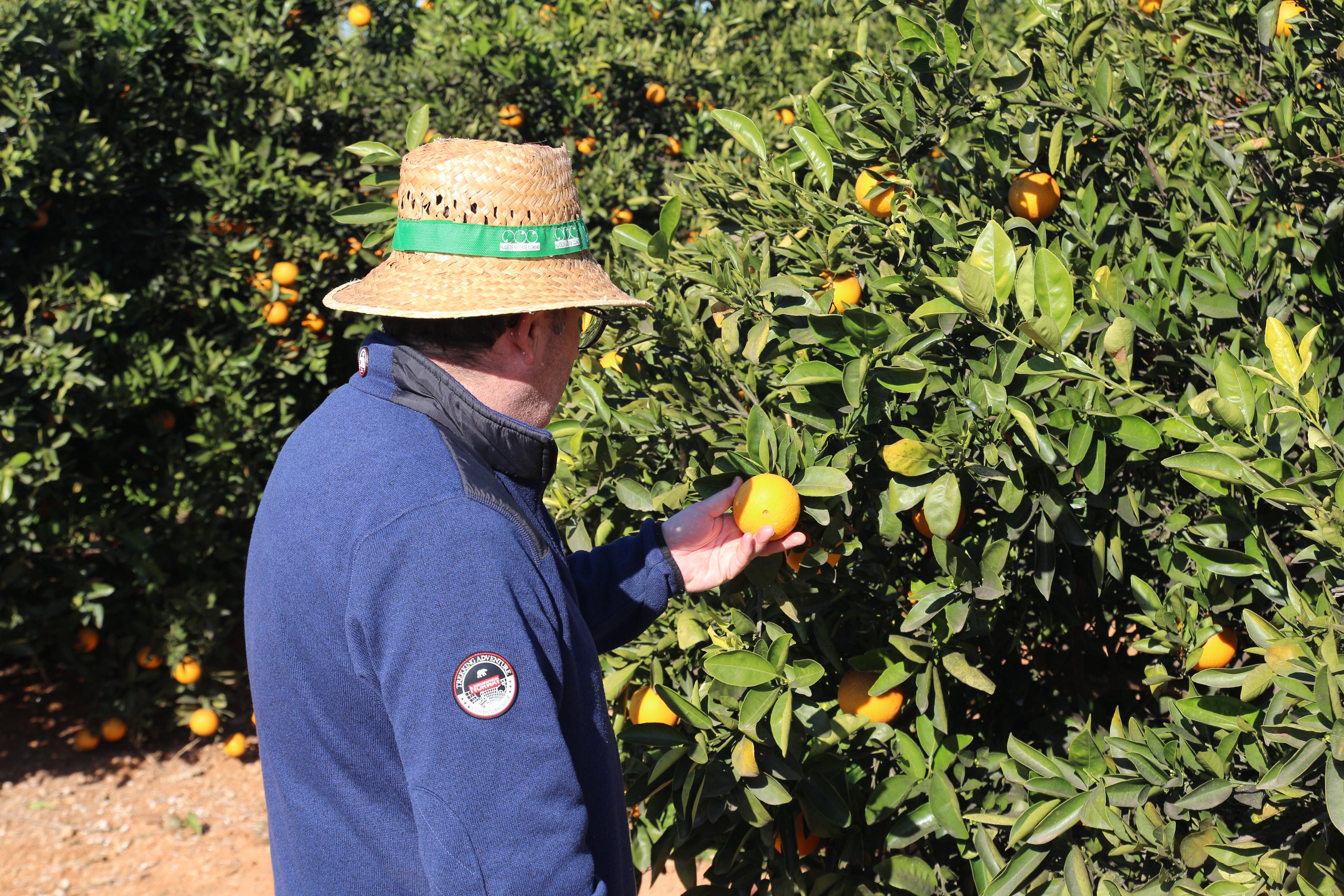 Intrusismo en el mercado de la naranja