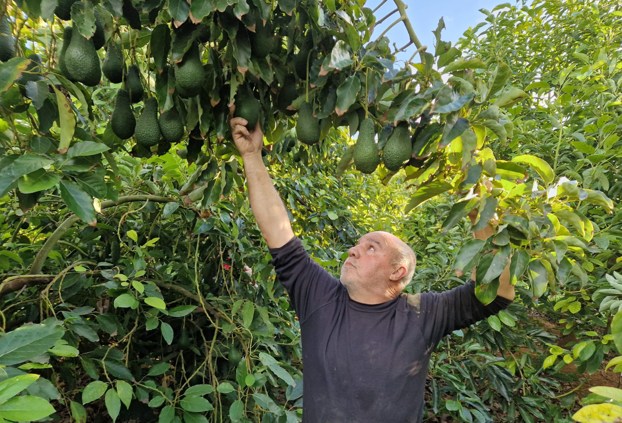 Árbol de aguacates | Campos del Abuelo 