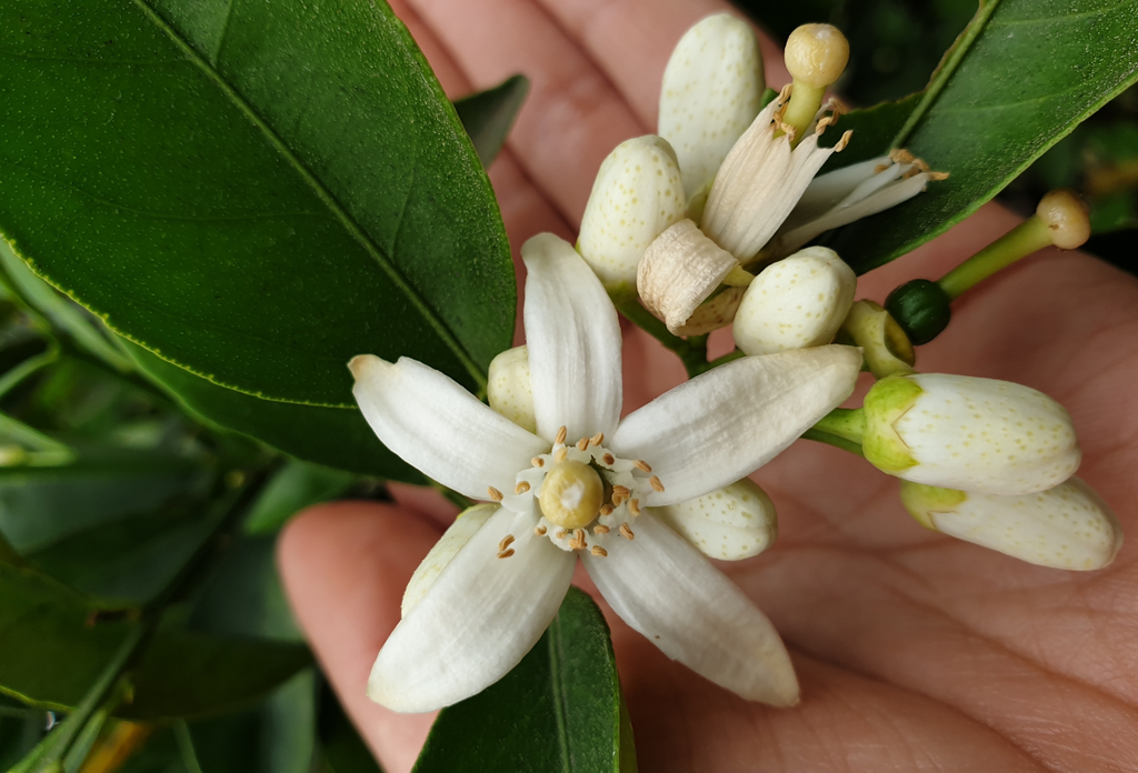 La flor de azahar sus derivados, beneficios, usos e historias