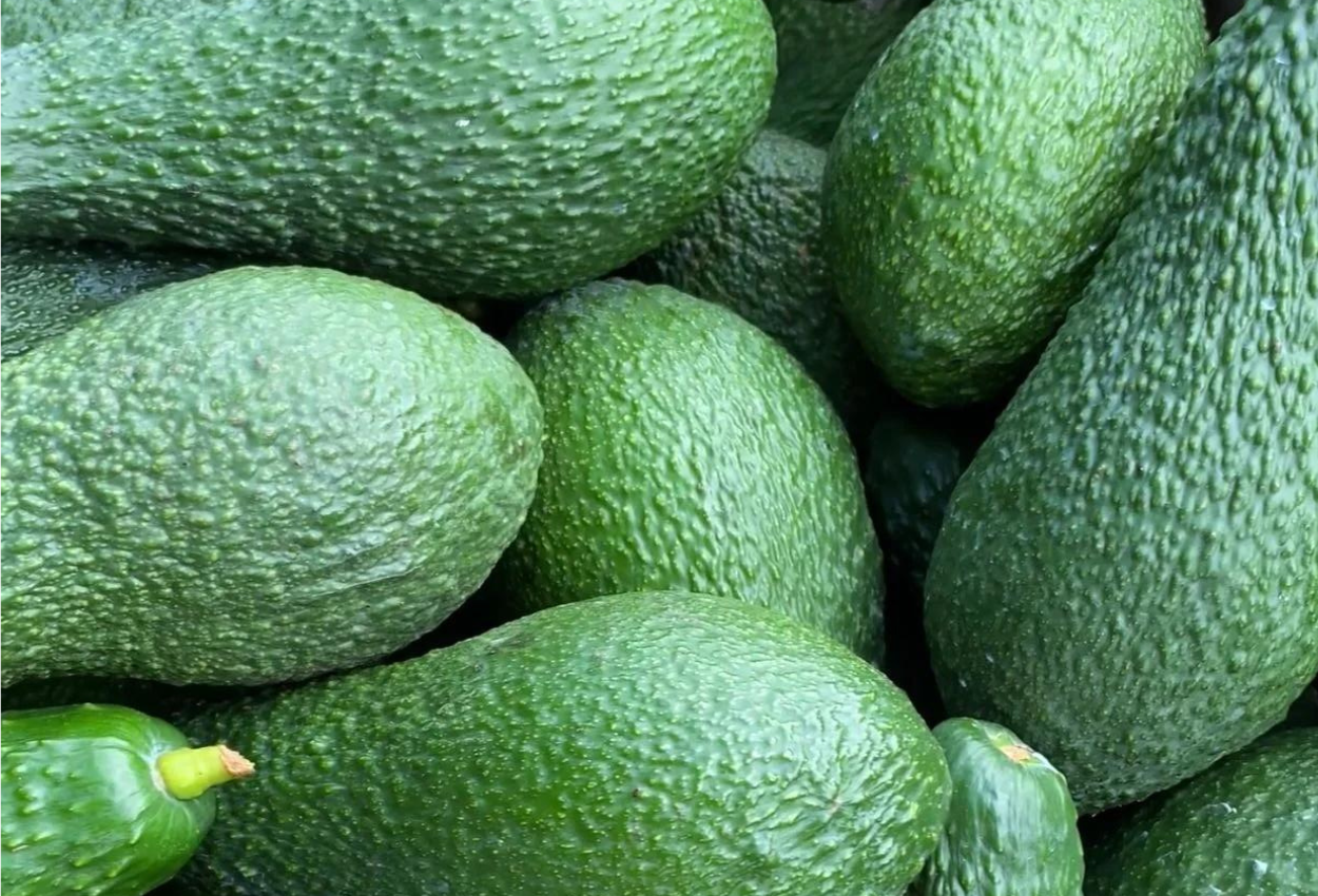 Aguacates de Campos del Abuelo 