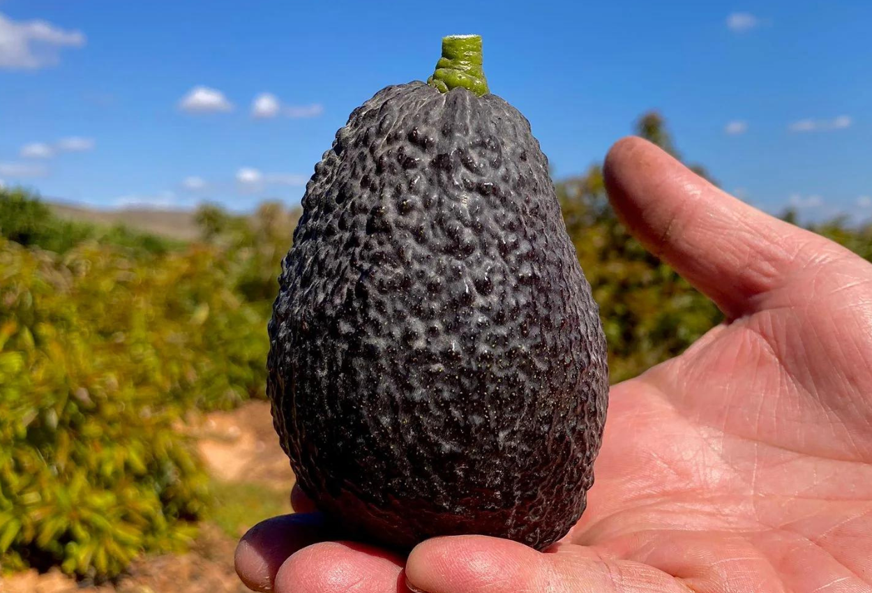 Aguacates Hass | Campos del Abuelo 