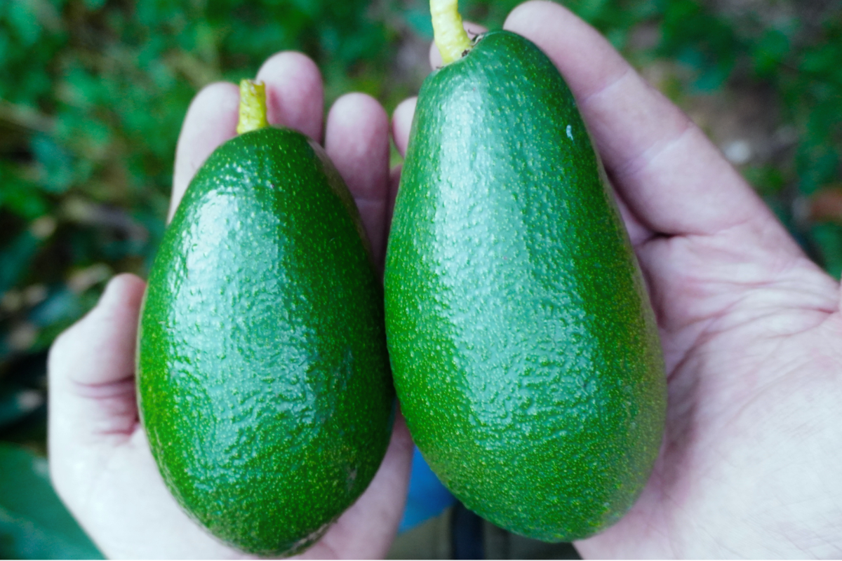 Aguacate y digestión en España: cómo cuidarte desde la tierra hasta tu mesa