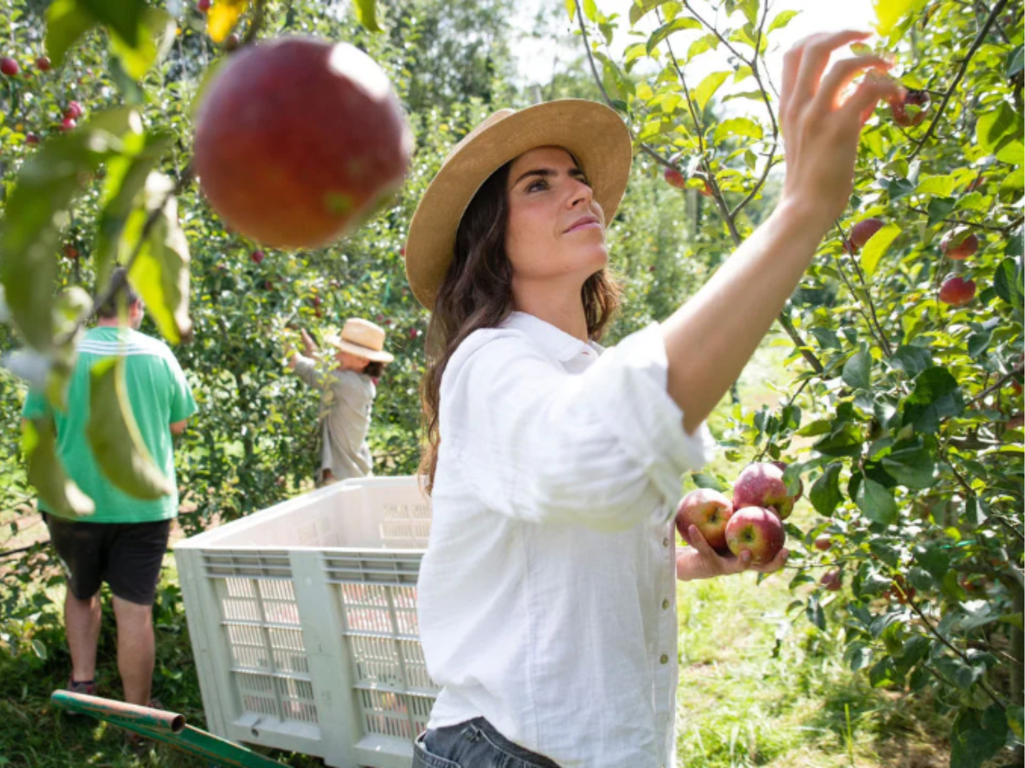 Ana recolectando manzanas | Campos del Abuelo