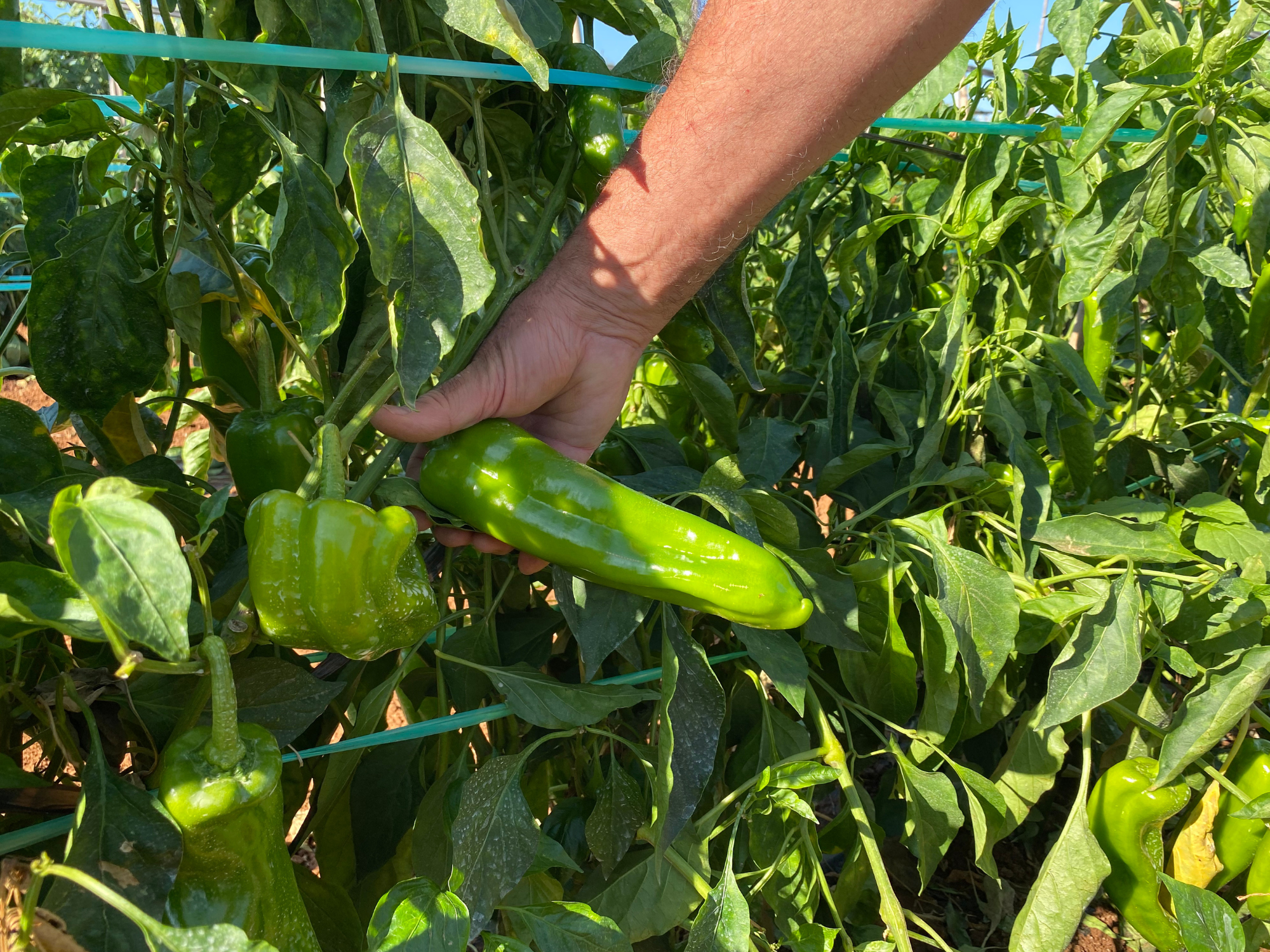 Pimientos de Campos del Abuelo
