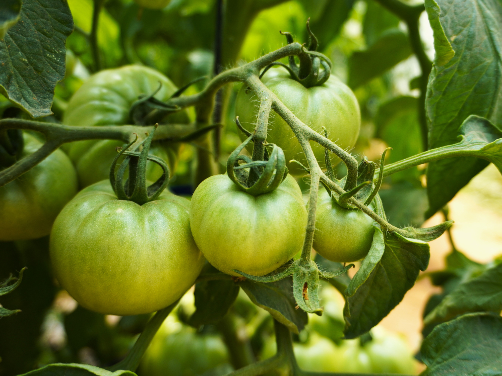 Tomate: origen, cultivo, plagas y por qué se creía que era tóxico