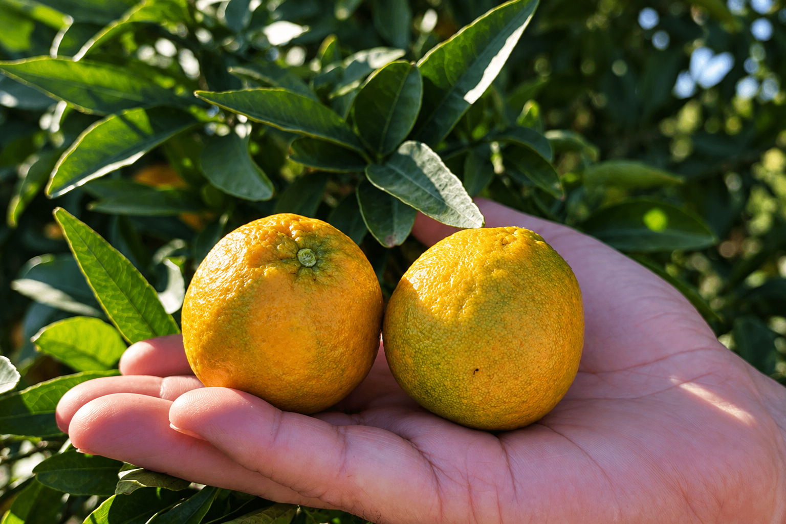 Mandarina difícil de pelar: por qué la corteza viene pegada