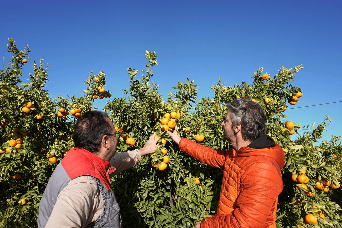 Mandarina seca por dentro: por qué pasa y cómo elegirla siempre jugosa