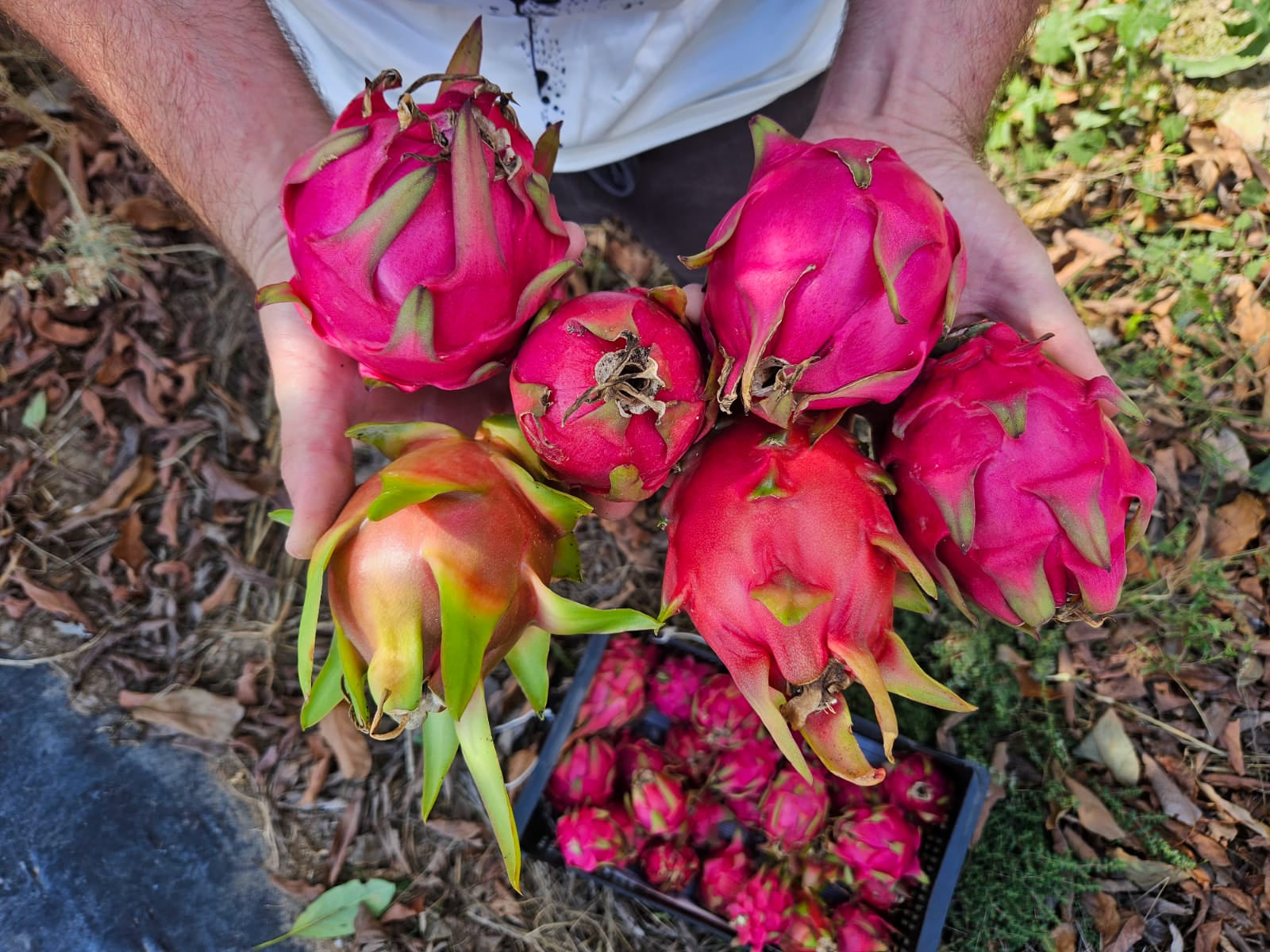 Proceso de polinización de la pitahaya en España: guía práctica y honesta desde la finca