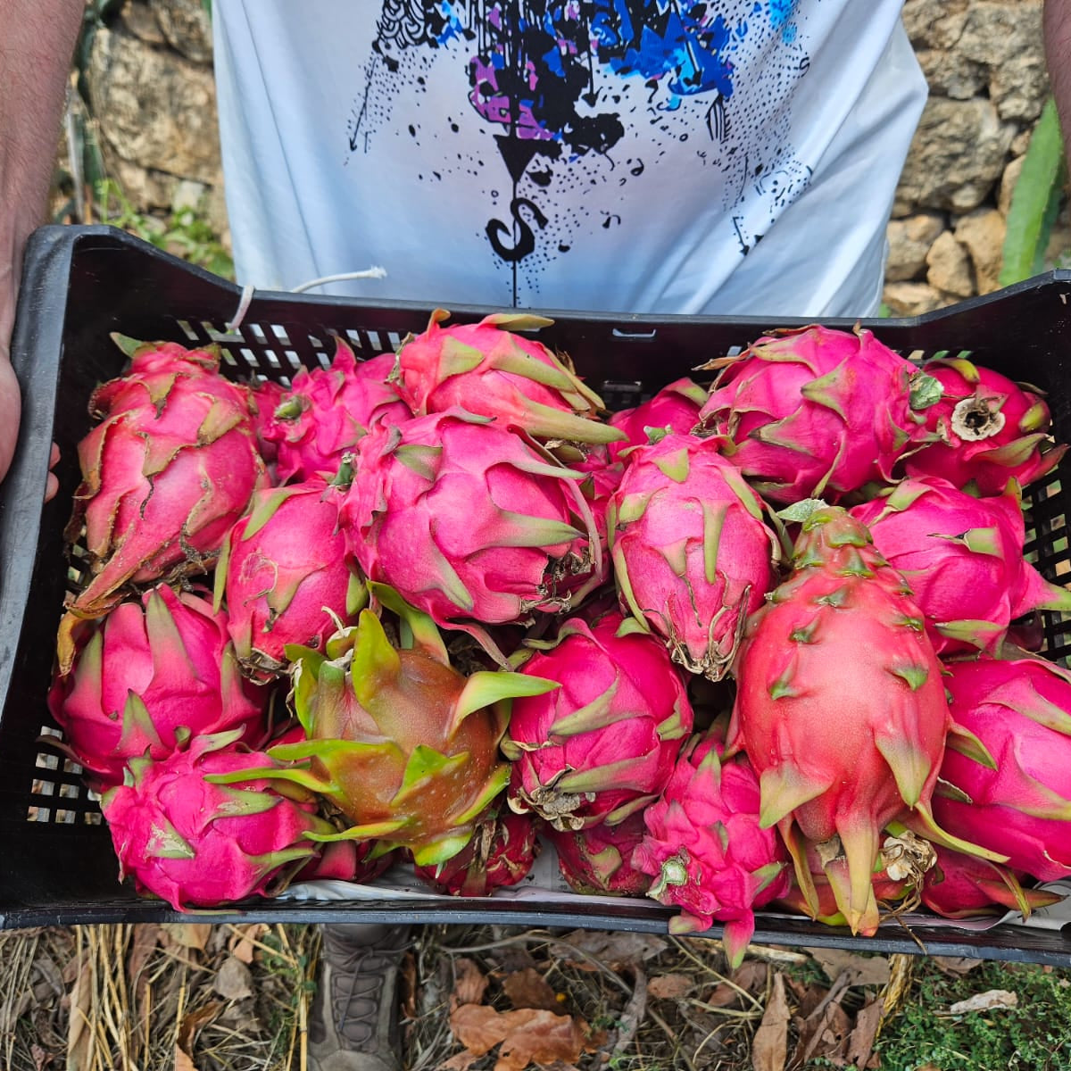 Fruta del Dragón: El Tesoro Tropical que Florece en España – Campos Del  Abuelo, image size:1200x1200
