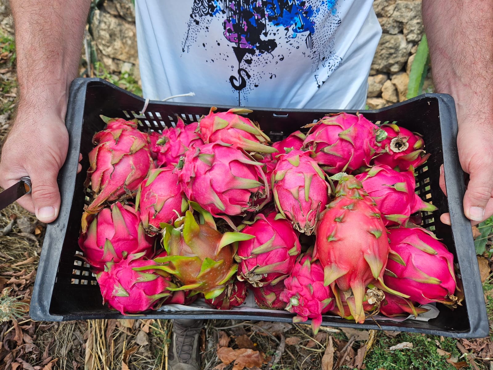 Fruta del Dragón: El Tesoro Tropical que Florece en España