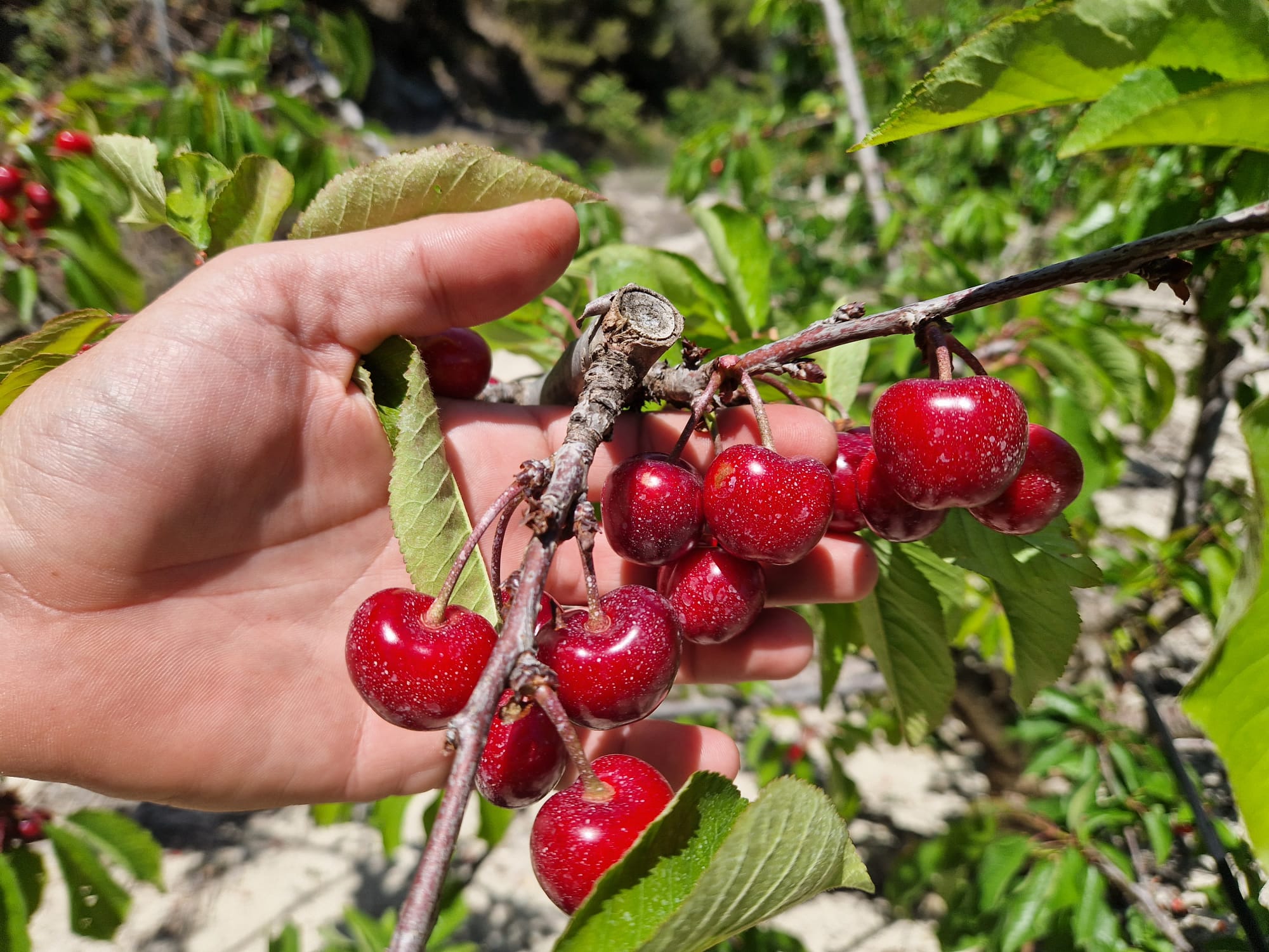 Cerezas de Campos del Abuelo 