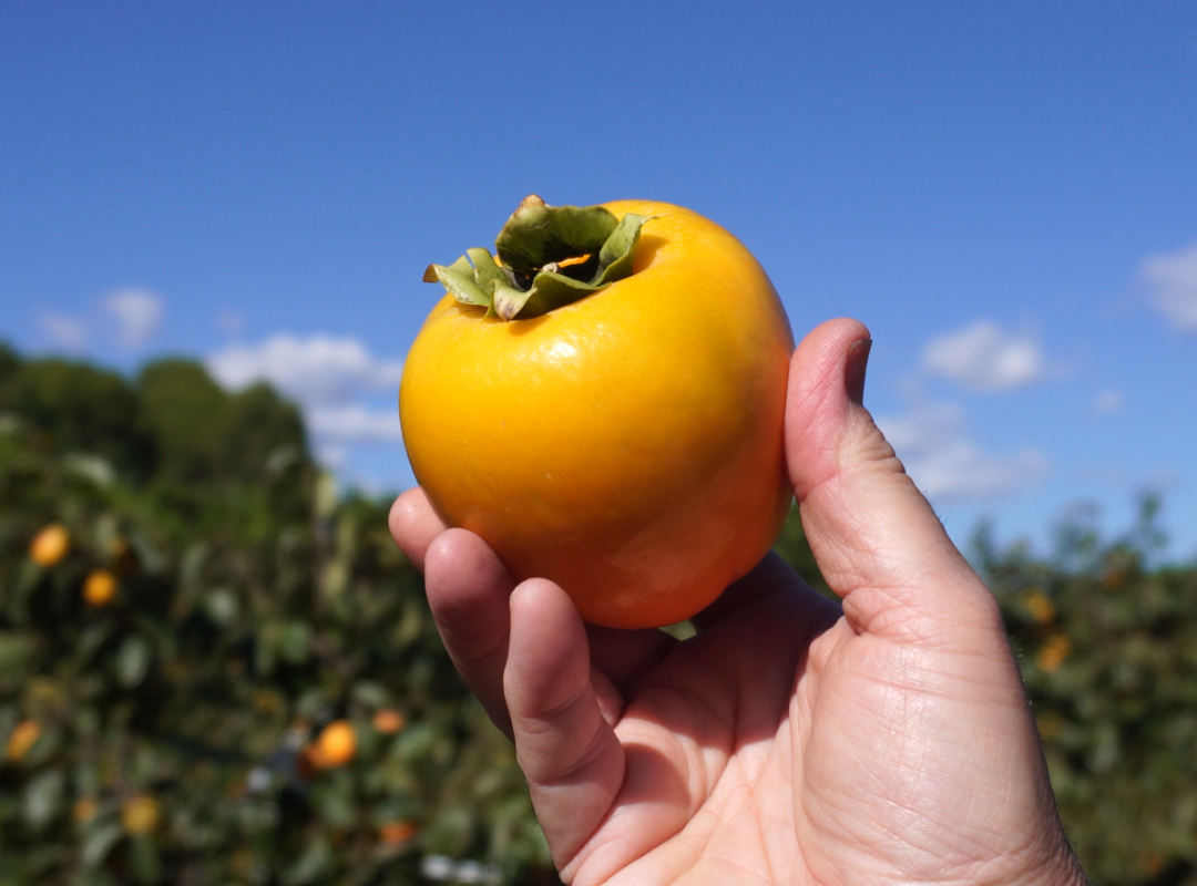 Un caqui único en el mundo y lo tenemos en Valencia