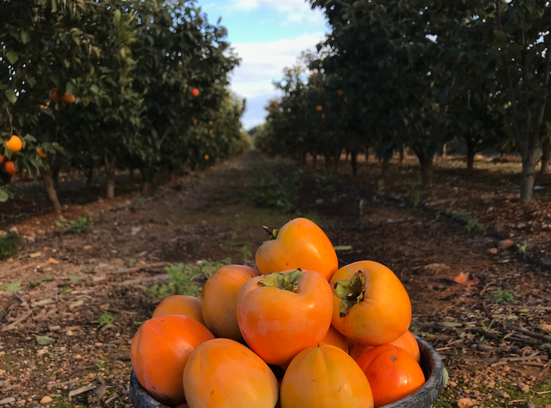 Caqui Rojo Brillante variedades valencia