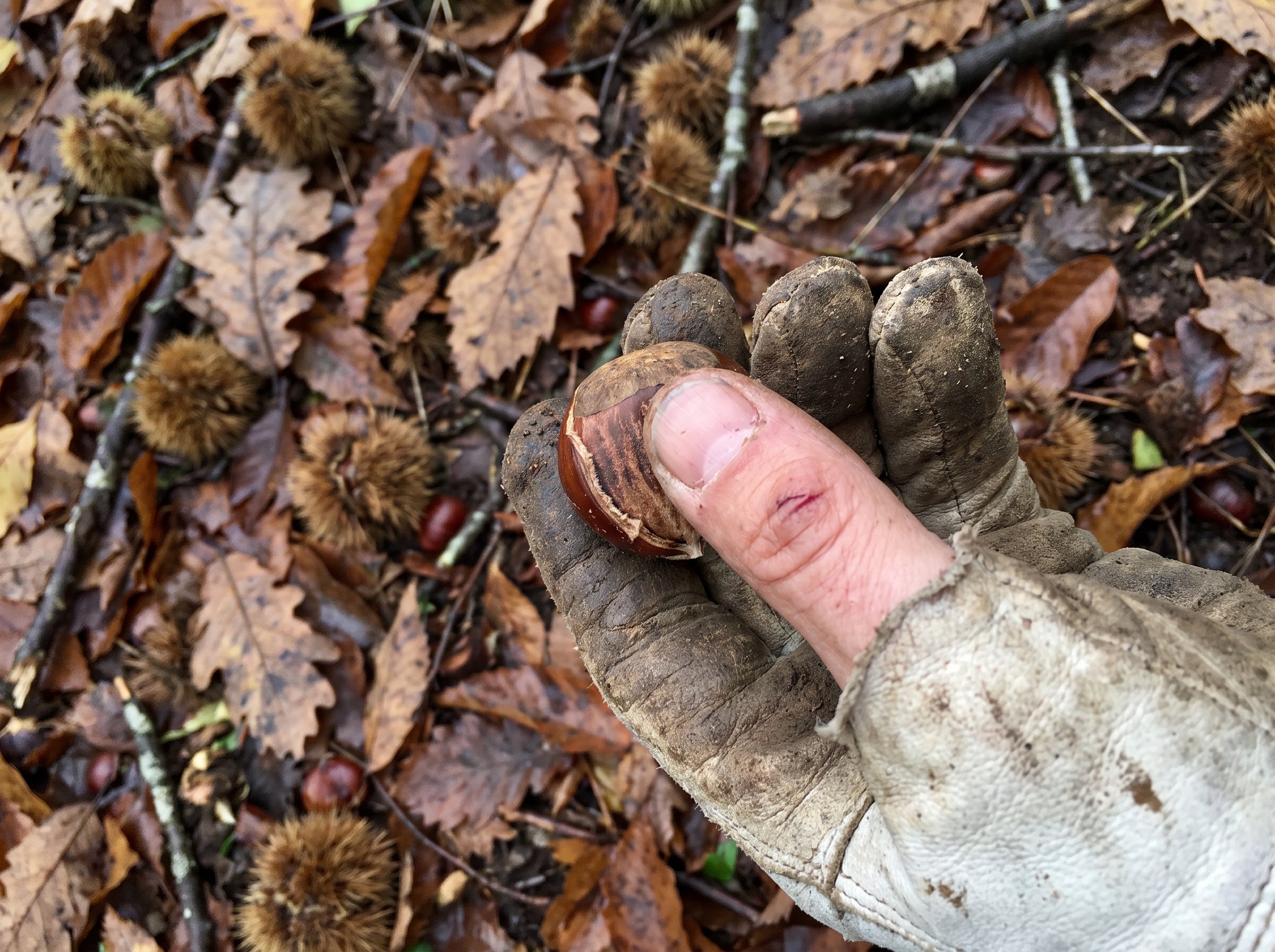 Mano con guante de trabajo pelando una castaña cruda en el campo