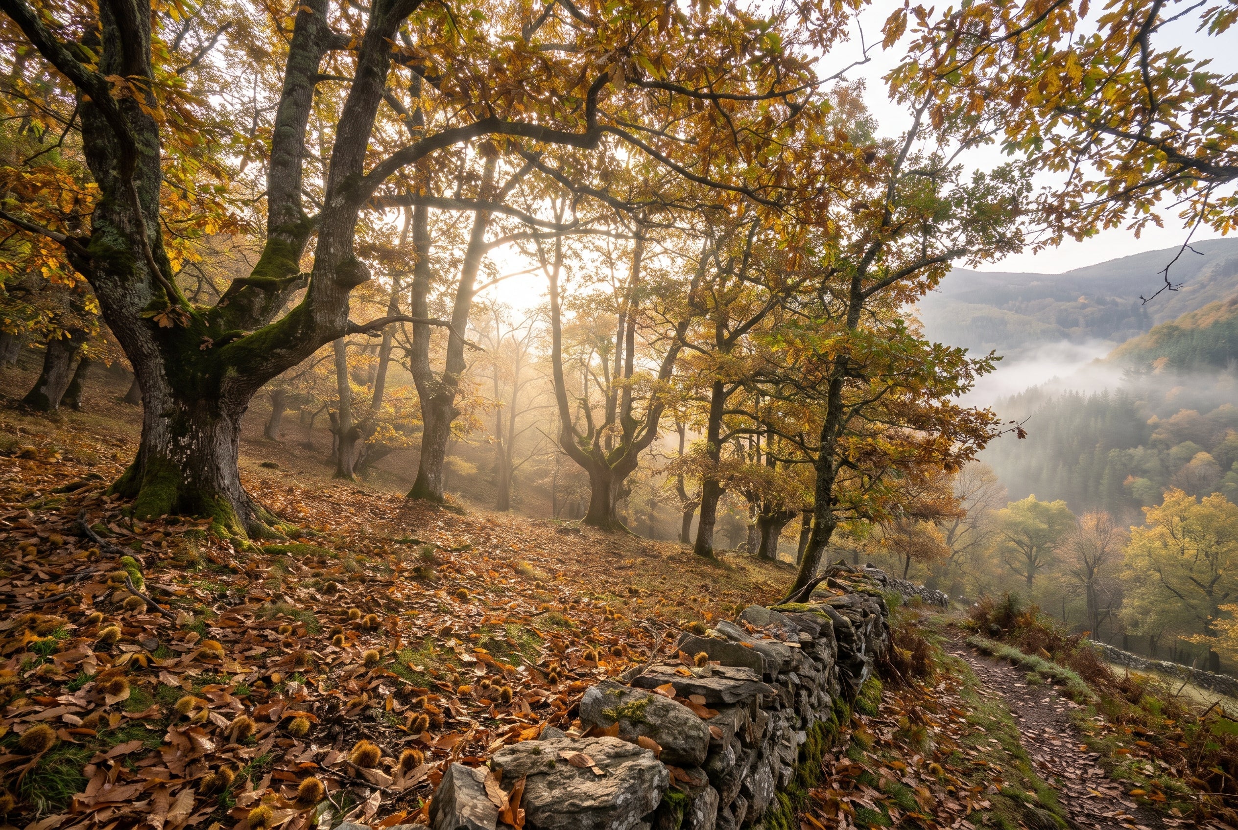 Castañar en una ladera de montaña entre robles, con las hojas amarillas de otoño