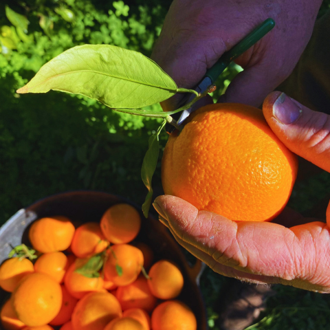 Naranjas valencianas de Campos del Abuelo 