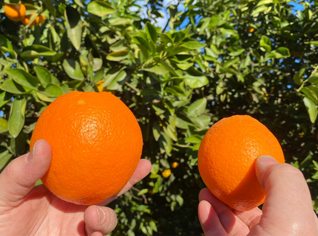 ¿Por qué la naranja valenciana es la mejor del mundo?