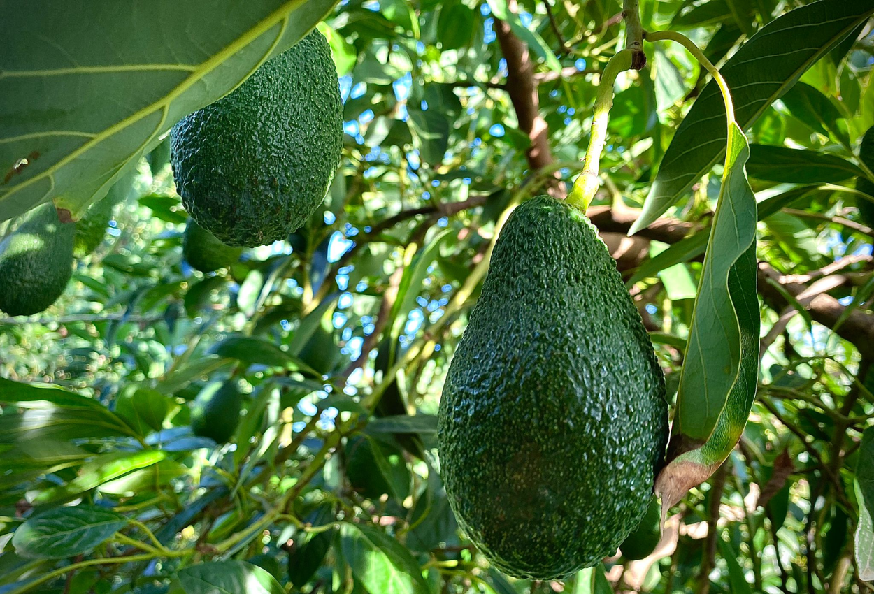 Aguacates de Campos del Abuelo