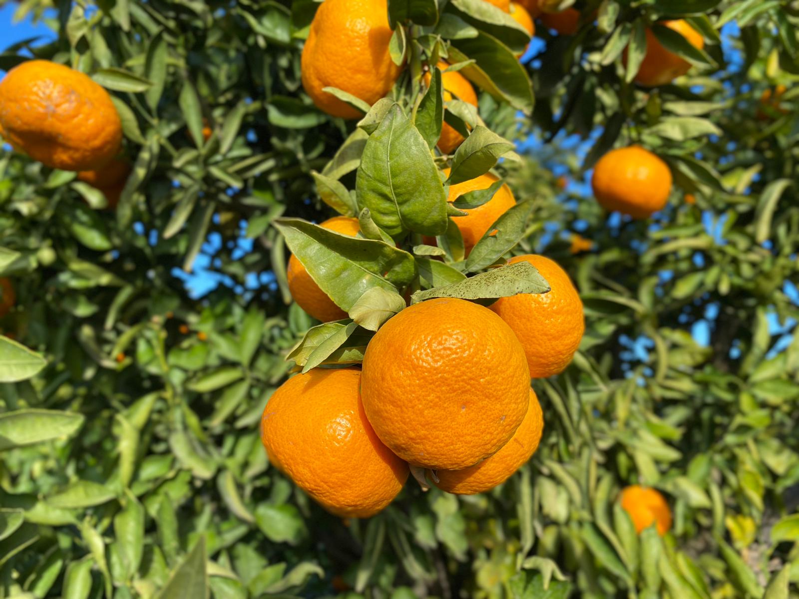 mandarina pepita de oro campos del abuelo