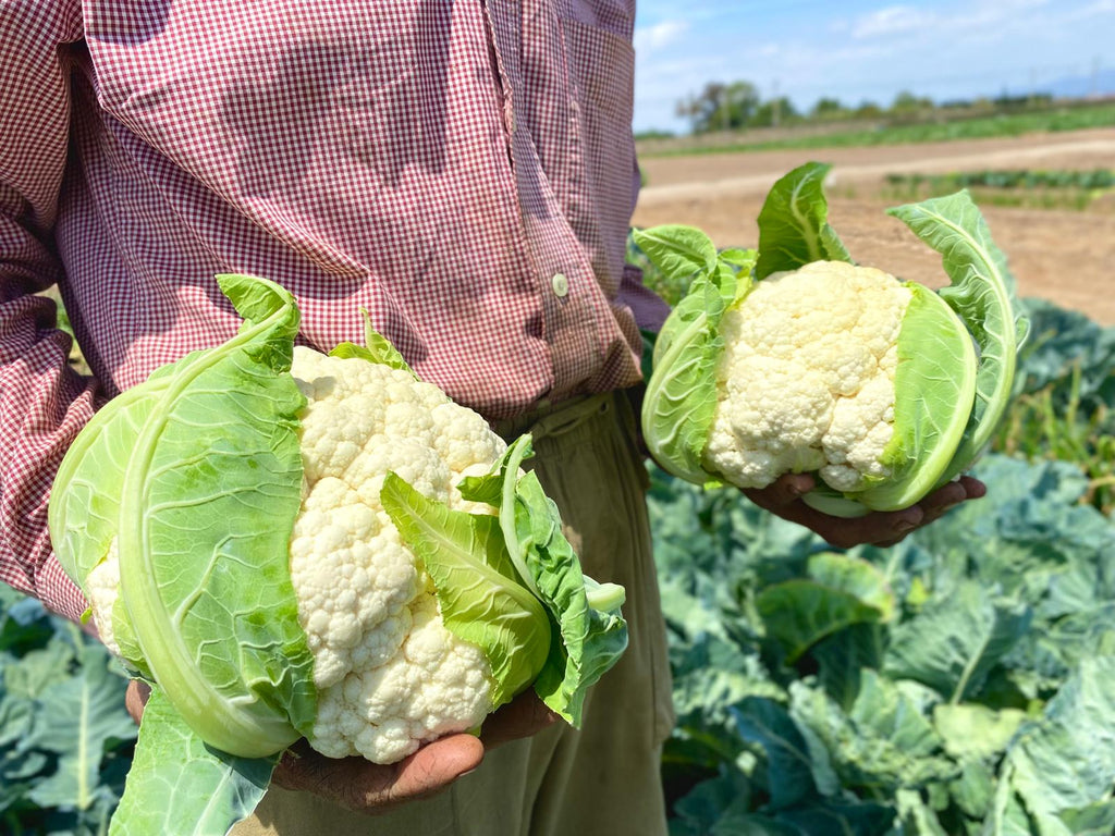 manos del agricultor sujetando coliflor en el campo