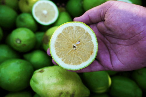 Limones Verdelli de Salvador, Valencia · Campos del Abuelo