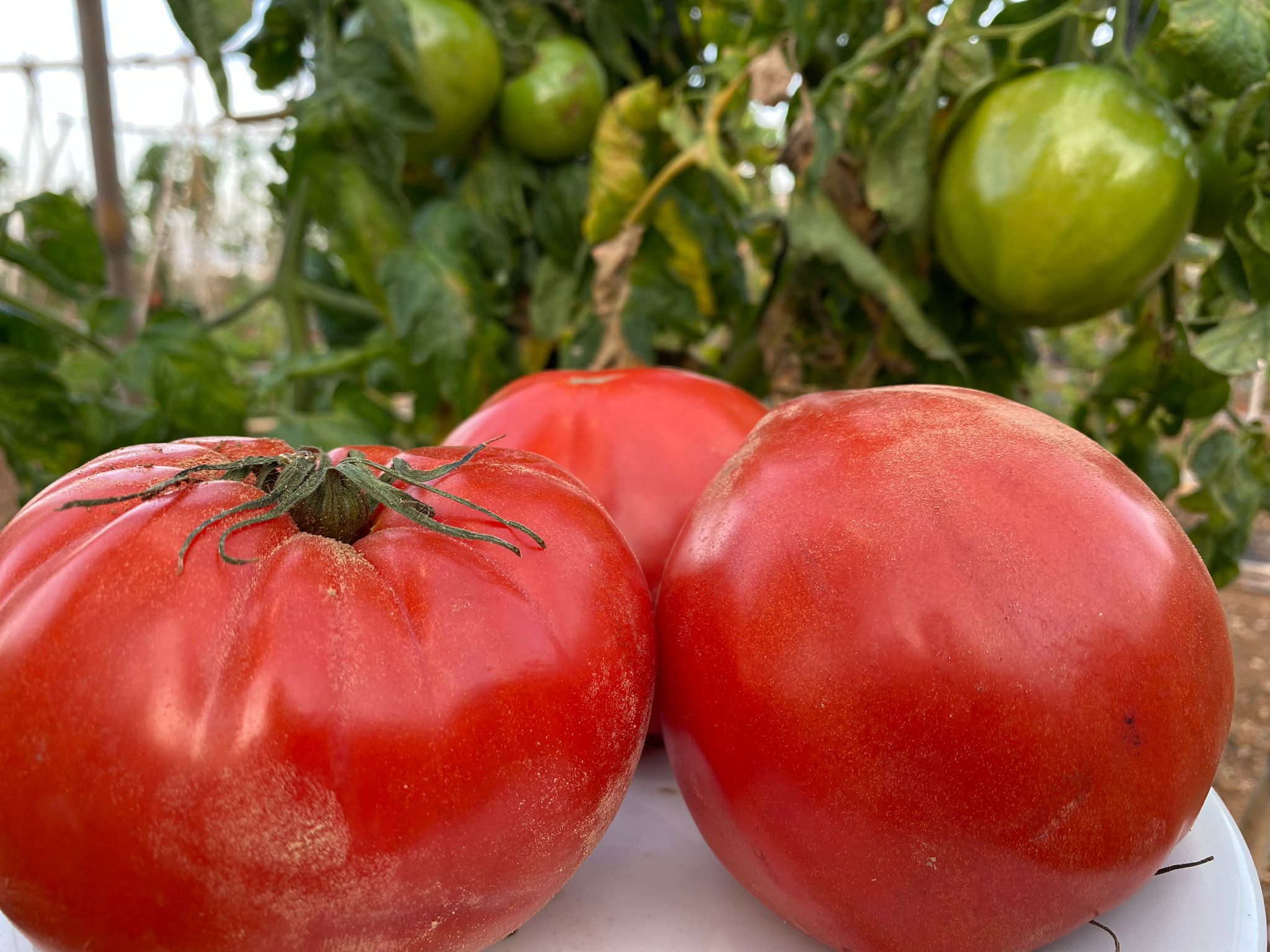 tomate corazon de buey