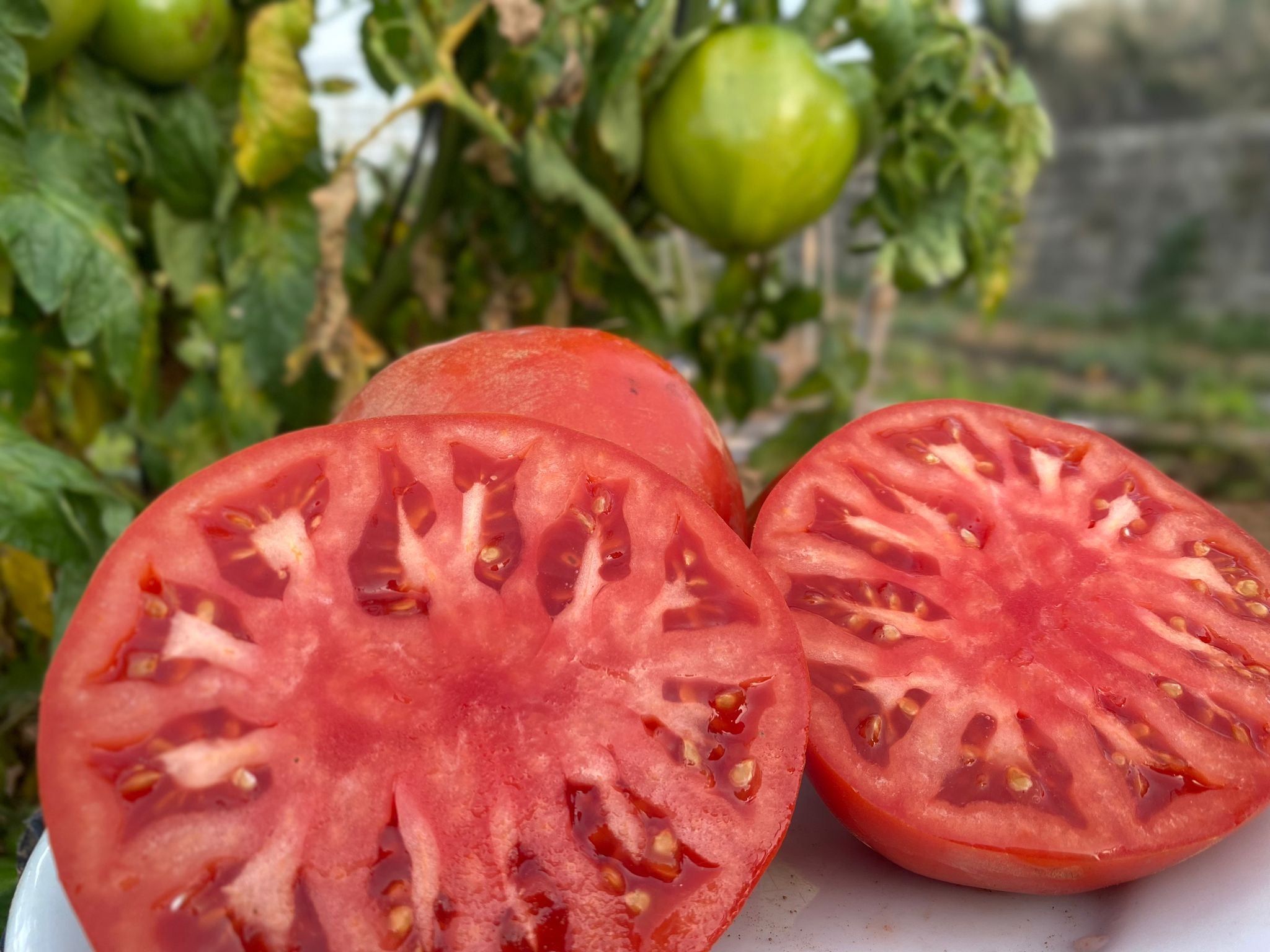 tomate corazon de buey campos del abuelo