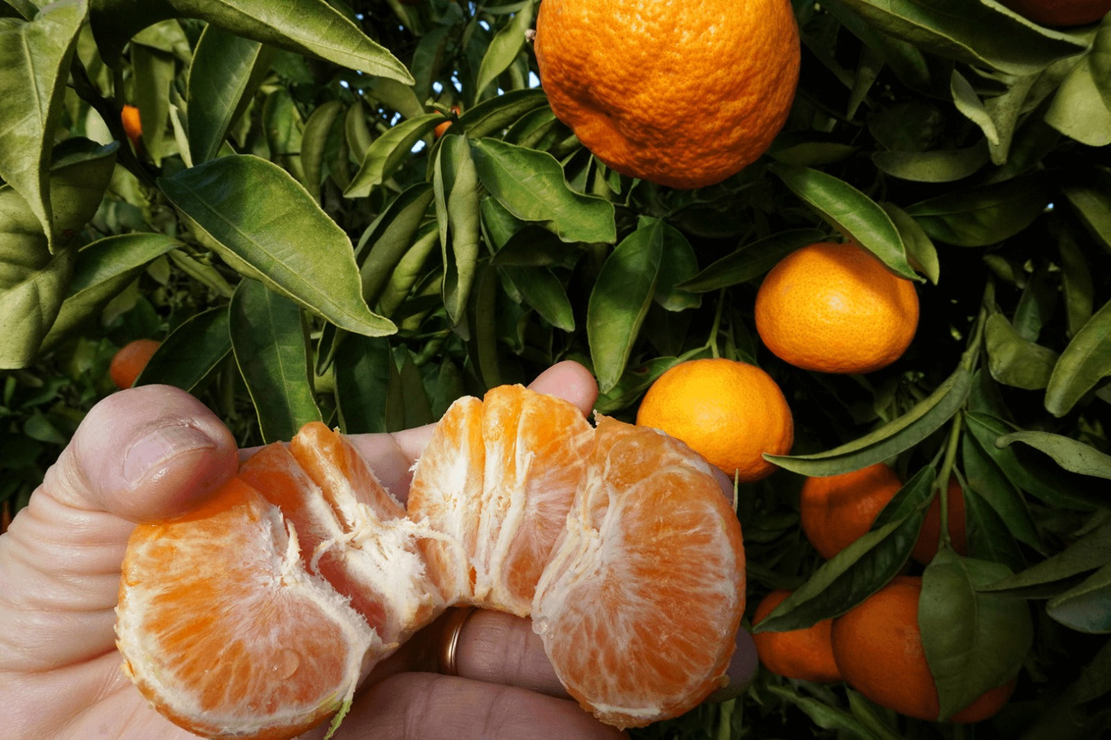 mandarina pepita de oro abierta campos del abuelo