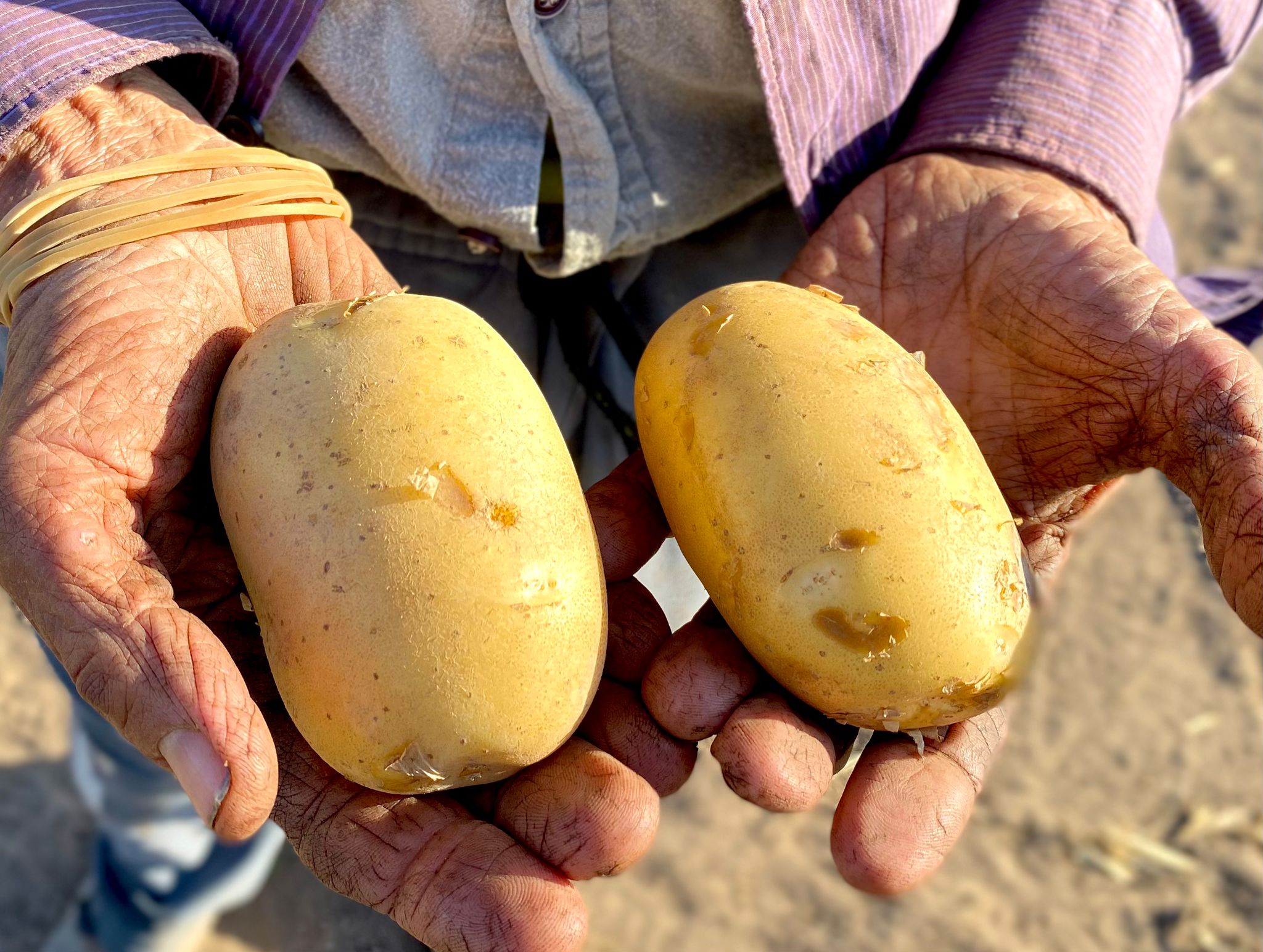 manos agricultor con patata