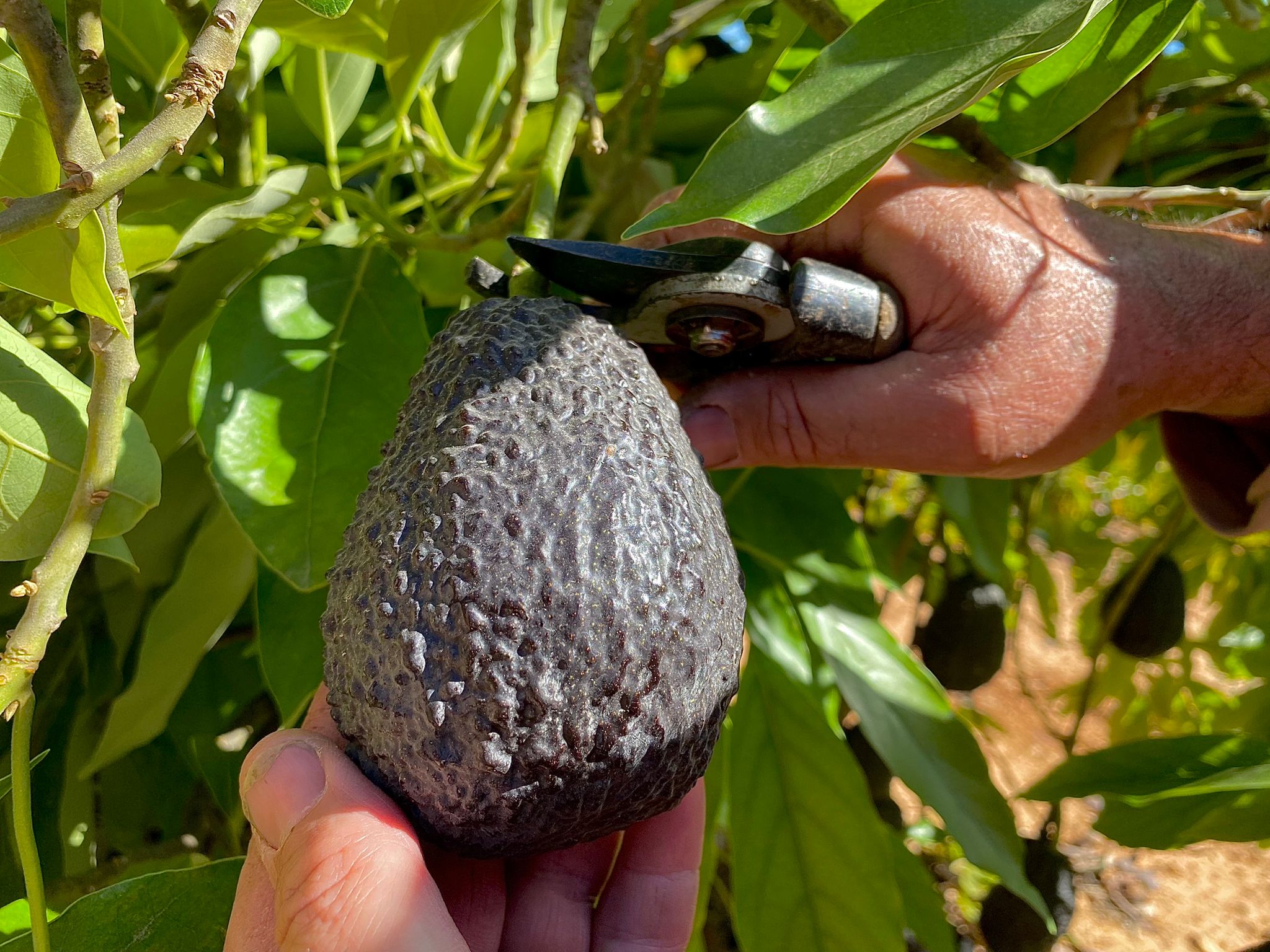 cortando aguacate lamb hass con tijera