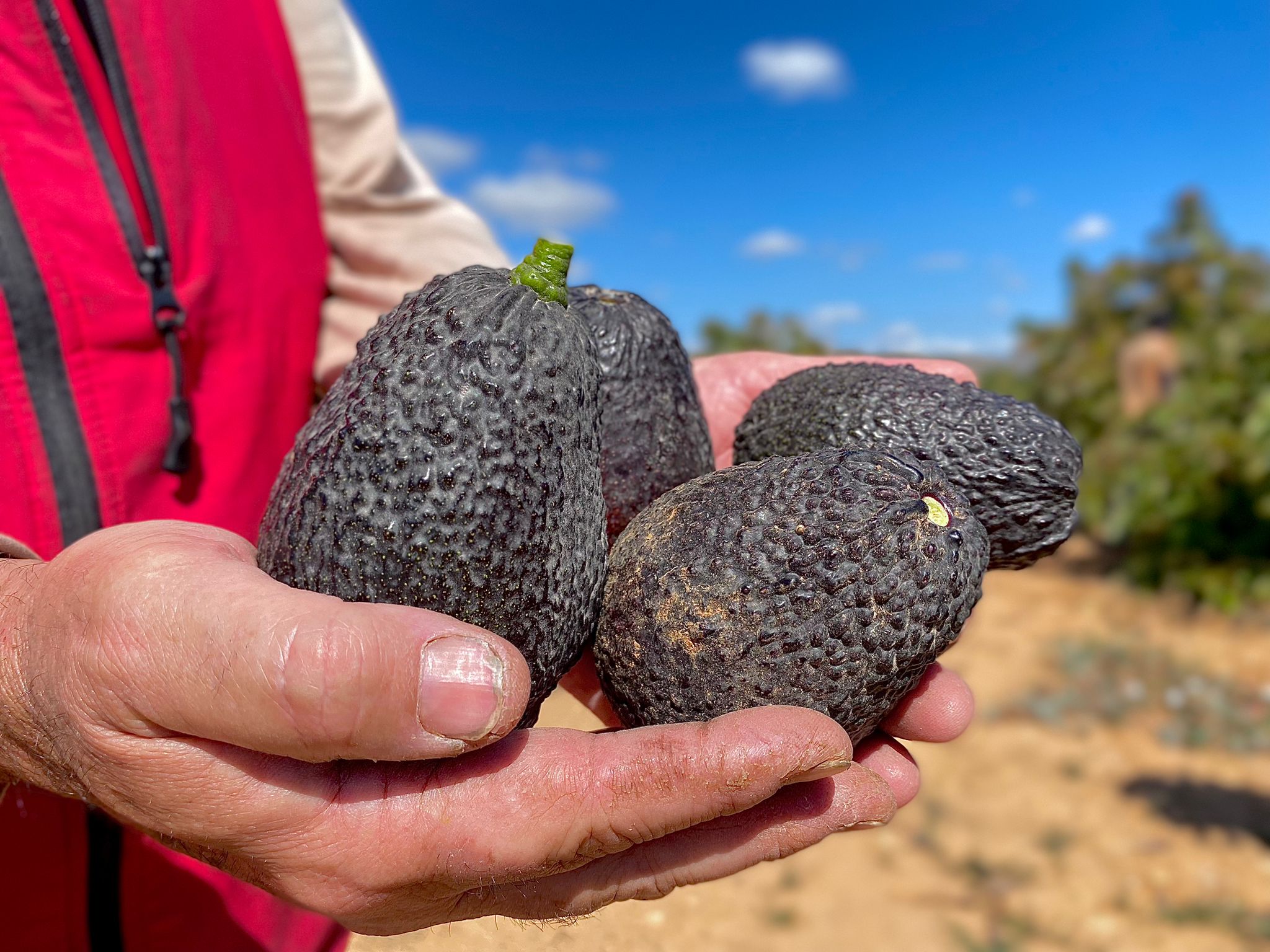 sujetando aguacate cuatro aguacates lamb hass con la mano