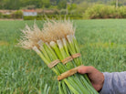 agricultor sujeta manojo de ajo puerro fino