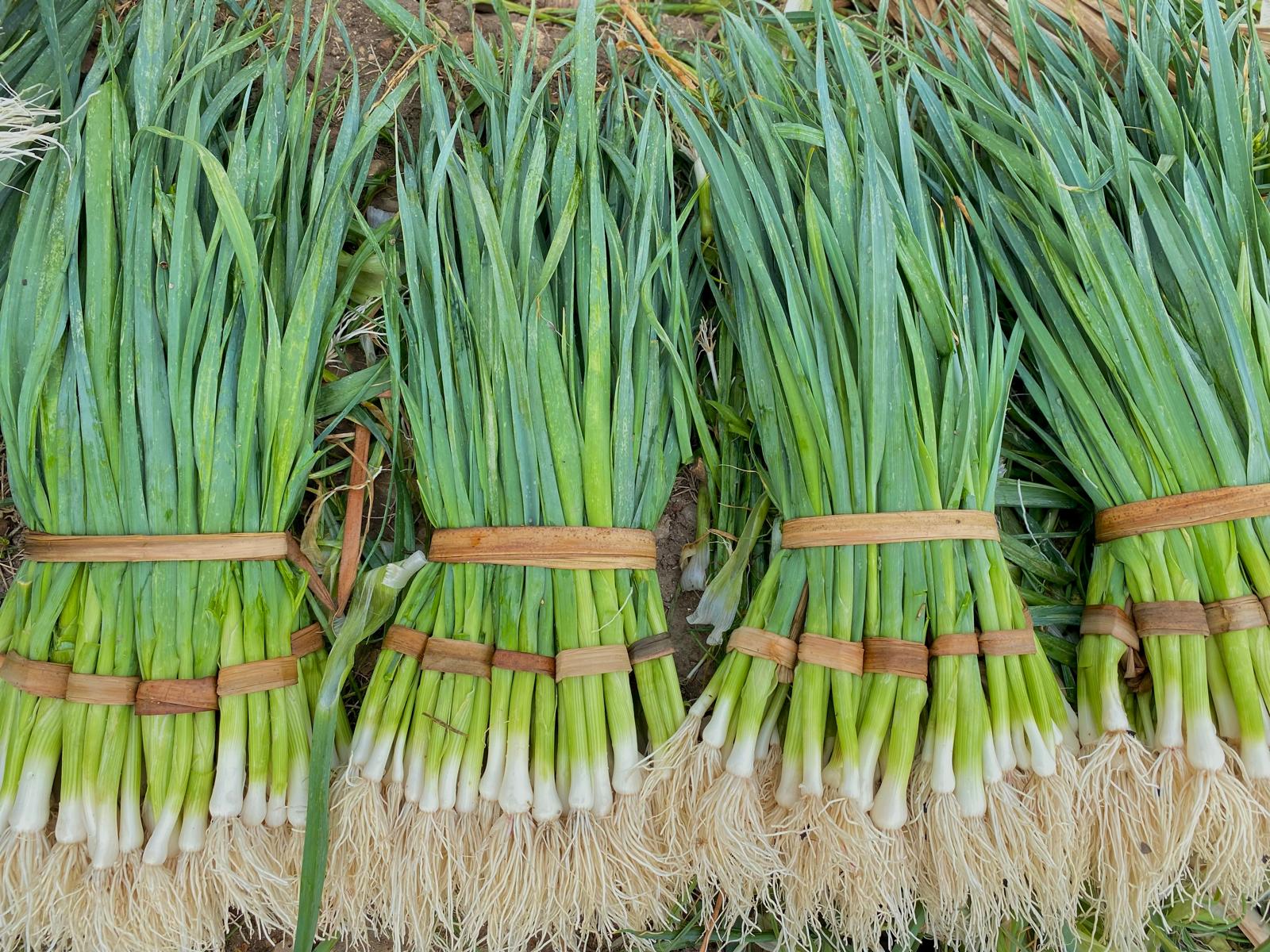 manojos de ajo puerro fino