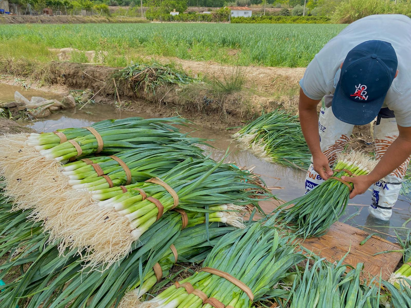 agricultor atando ajo puerro fino