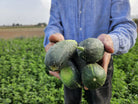 cuatro pepinos cogidos por un agricultor