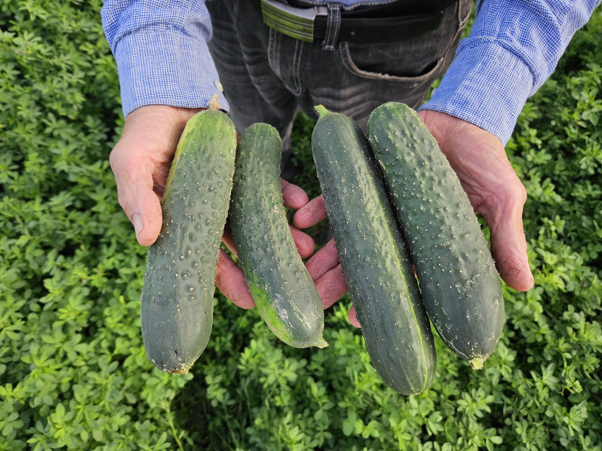 pepino ecologico en manos de agricultor