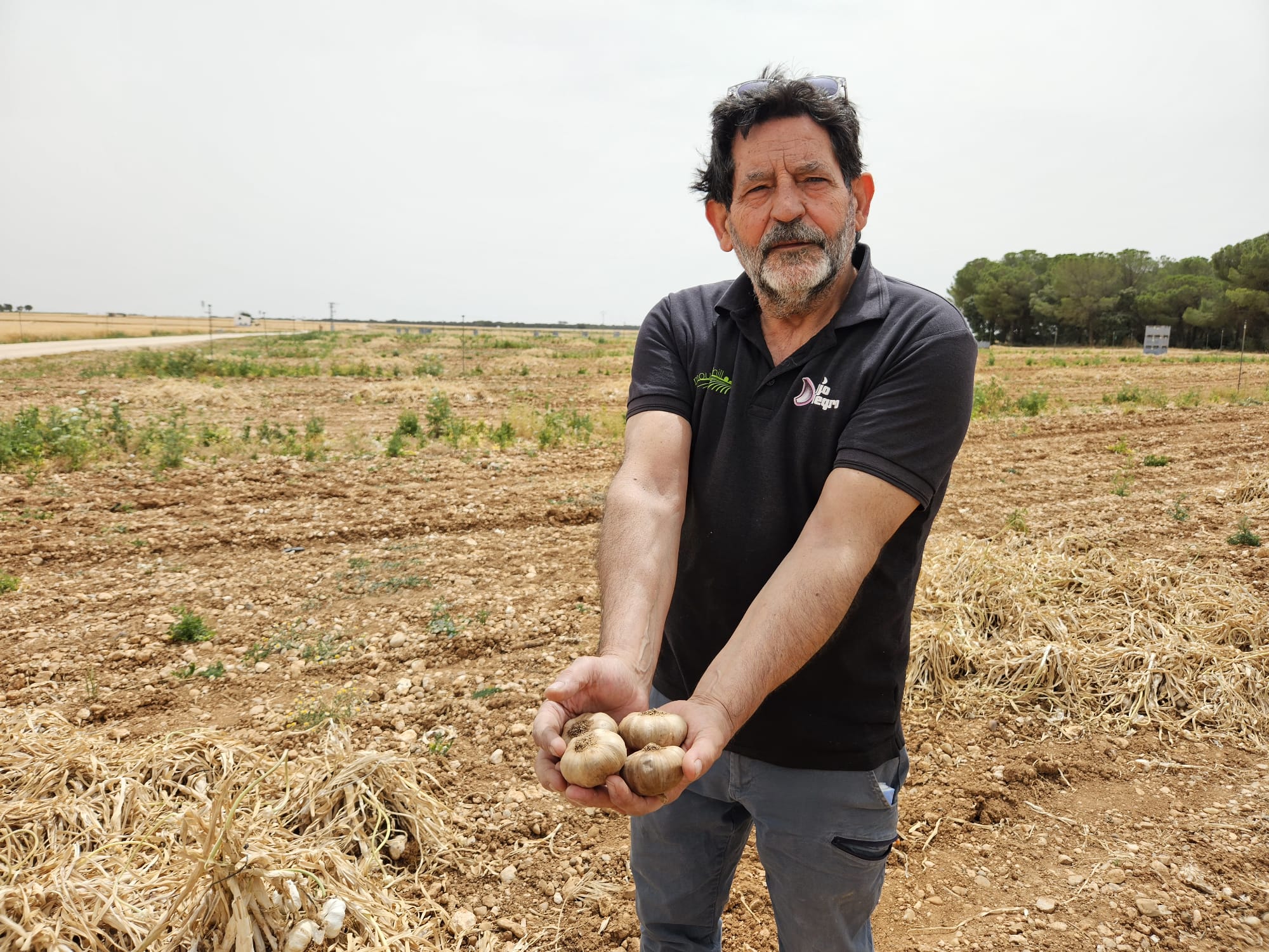 agriculto muestra ajos negros