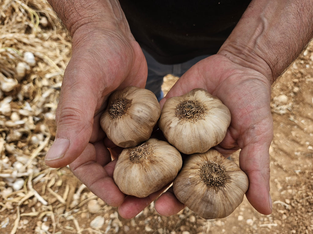 ajos negros en manos de agricultor